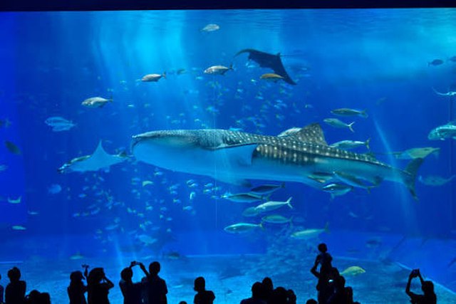 Churaumi Aquarium