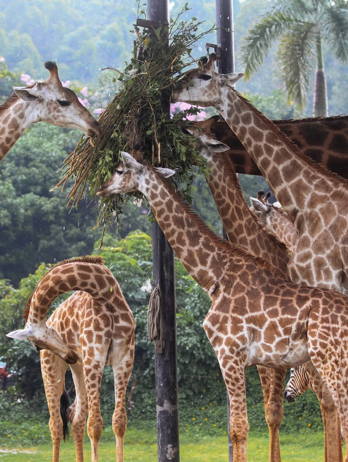 Giraffes feeding at Safari World, Bangkok