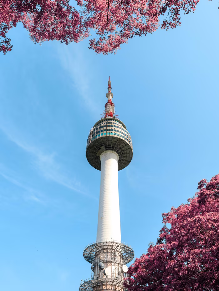 N Seoul Tower framed by cherry blossom