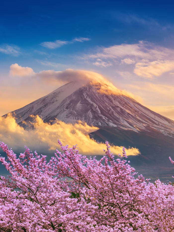 Mount Fuji at sunrise above blossom